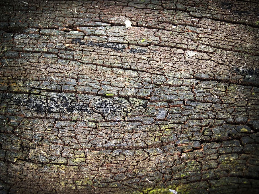 Bark, Tree, Wood, Pine, Background, abstract, skin, board, surface, HD wallpaper