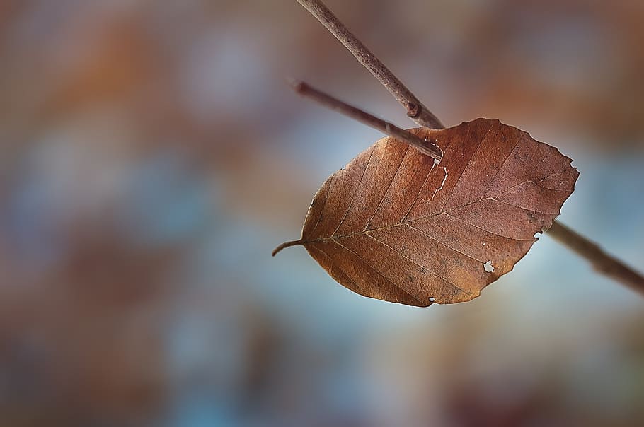 leaf, foliage leaf, brown, dry, branch, nature, close, close-up HD wallpaper