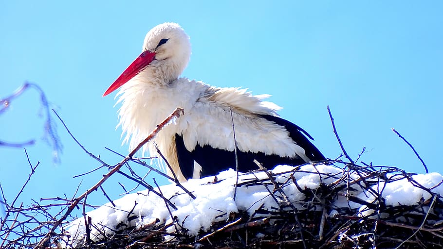 spring, snow, bird, animal, animal themes, vertebrate, stork HD wallpaper