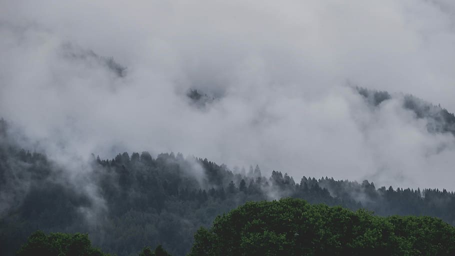 clouds covering trees, forest covered with fogs during dayttime HD wallpaper