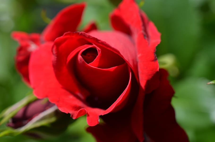 Rose, Red, Blossom, Bloom, Flower, red rose, beauty, rose - Flower HD wallpaper