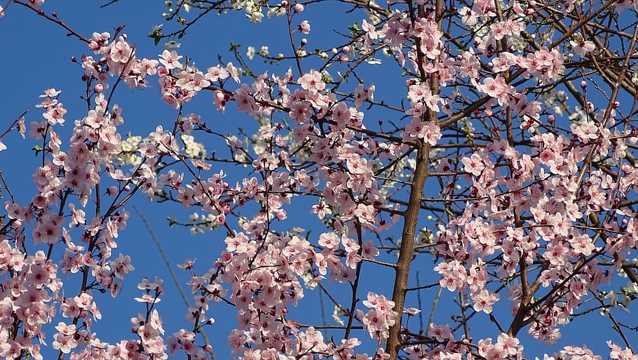 plant, spring, flowers, tree, flowering plant, fragility, sky HD wallpaper