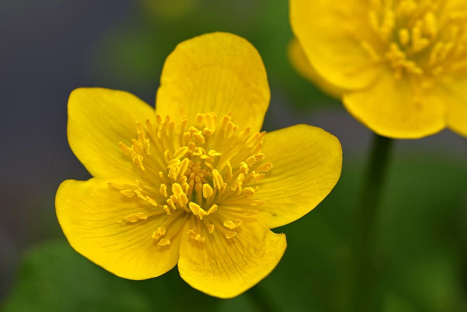 Marsh, Flower, Yellow, kaczeniec, knieć, spring, sunny, closeup, HD wallpaper