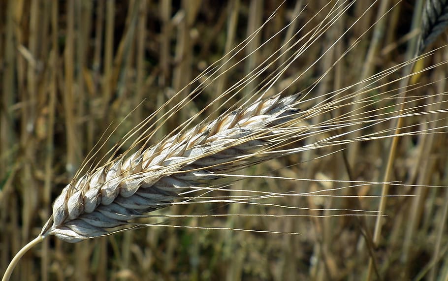 corn, kłos, rye, bread, straw, nature, cereal plant, focus on foreground HD wallpaper