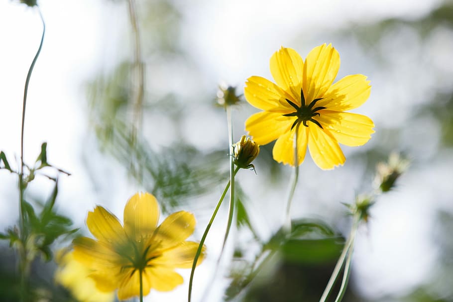 Yellow, Spring, Fresh, flower, nature, plant, fragility, beauty in nature HD wallpaper