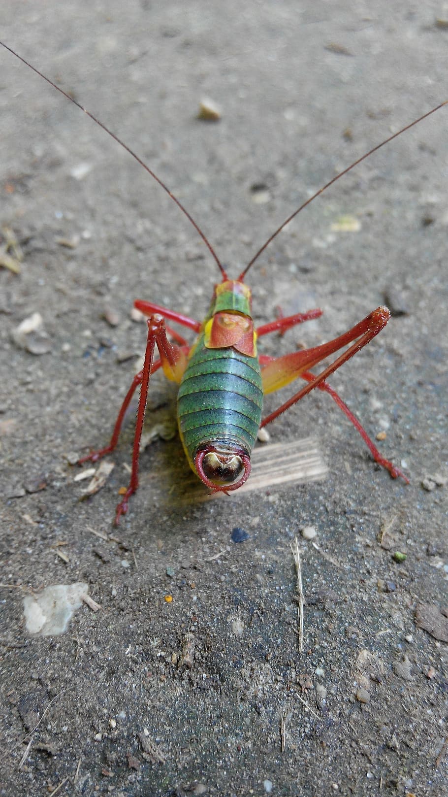 Tractor, Grasshopper, Nature, Forest, tractor grasshopper, insect HD wallpaper