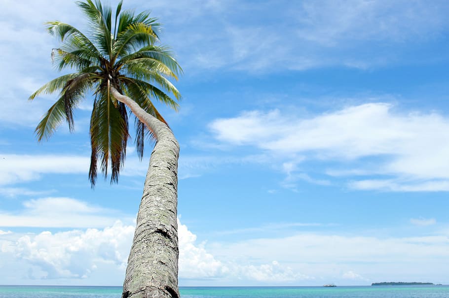 coconut trees, tour, nature, the sea, view, kei islands, sky, HD wallpaper