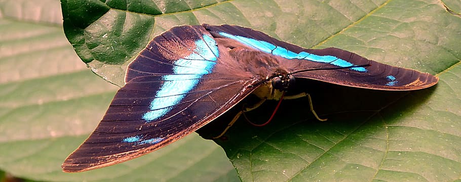 Insect, Butterfly, Lepidoptera, Brown, blue, one animal, animal themes HD wallpaper