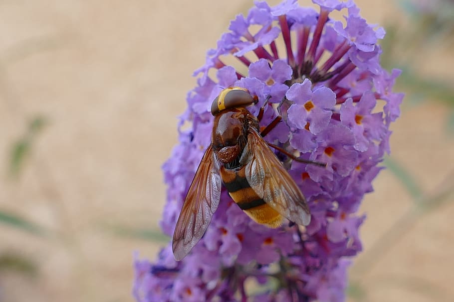 bee, bug, nectar, honey, flower, flora, pollinate, fertilize HD wallpaper