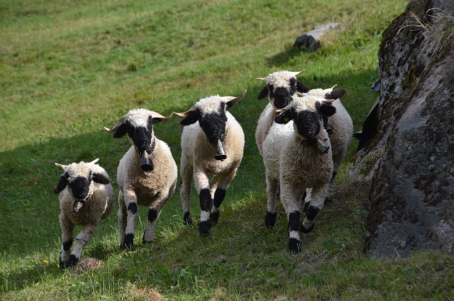 sheep, animals, livestock, flock of sheep, flock of valais