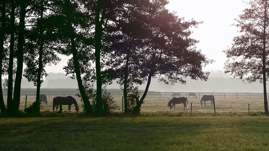 Paddock, Horses, morgenstimmung, tree, animal themes, mammal HD wallpaper