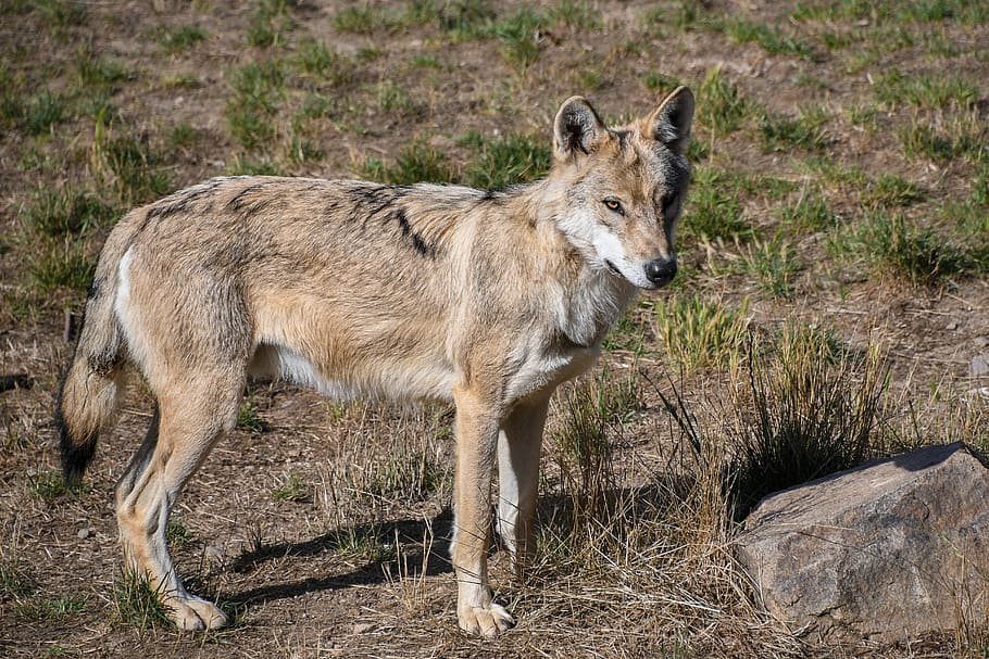 brown wolf on field, predator, mammal, nature, animal, wild HD wallpaper