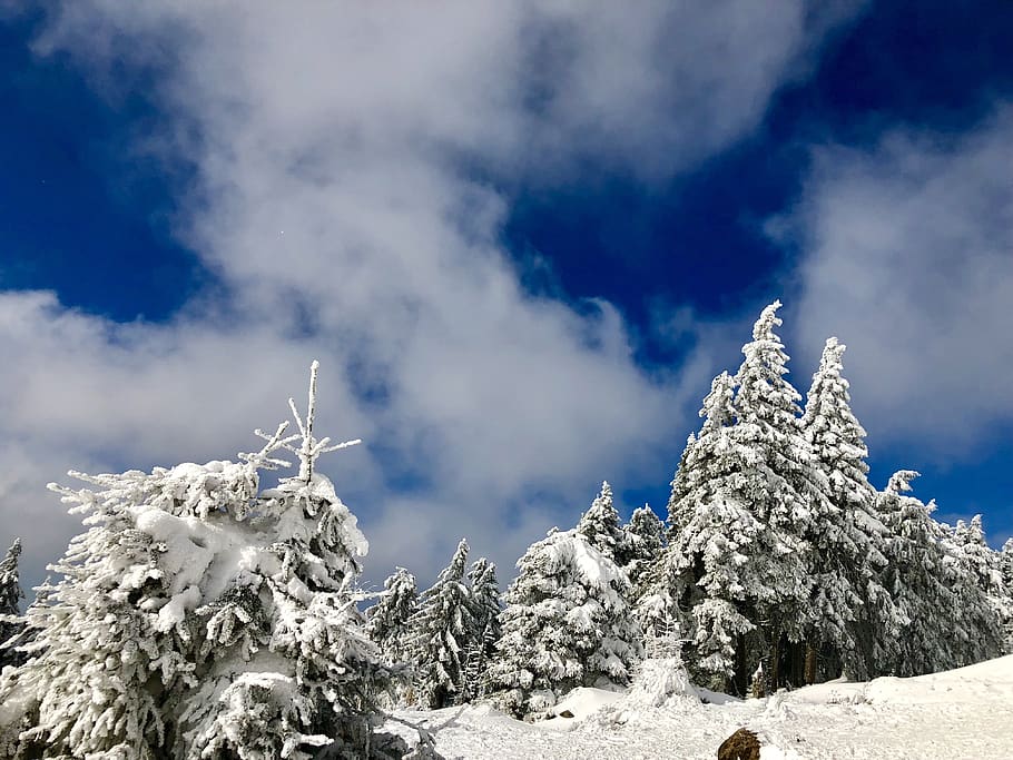 snow, winter, frost, cold, cloud - sky, cold temperature, beauty in nature HD wallpaper