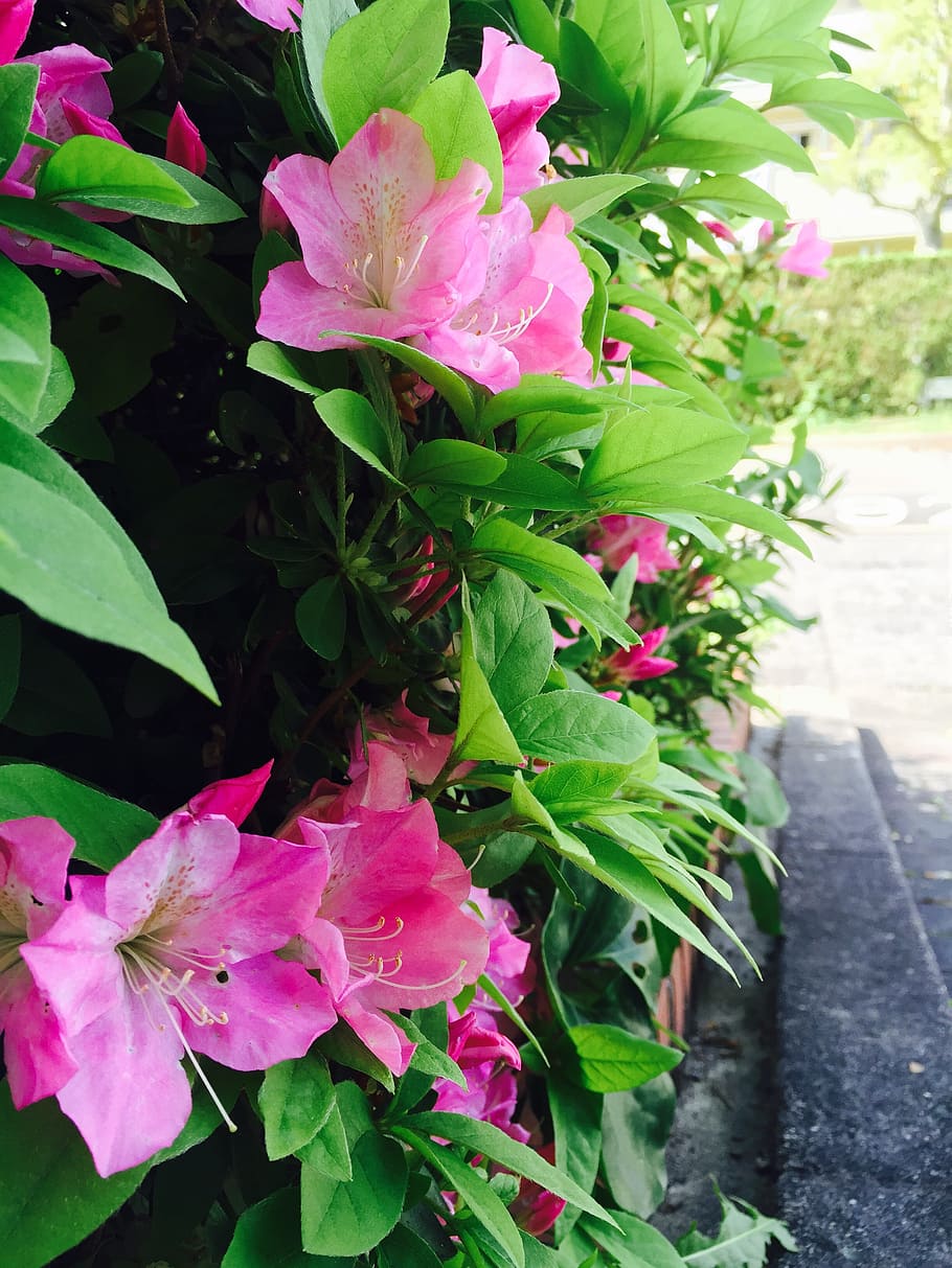 garden, azalea, spring, growth, plant, beauty in nature, flowering plant HD wallpaper