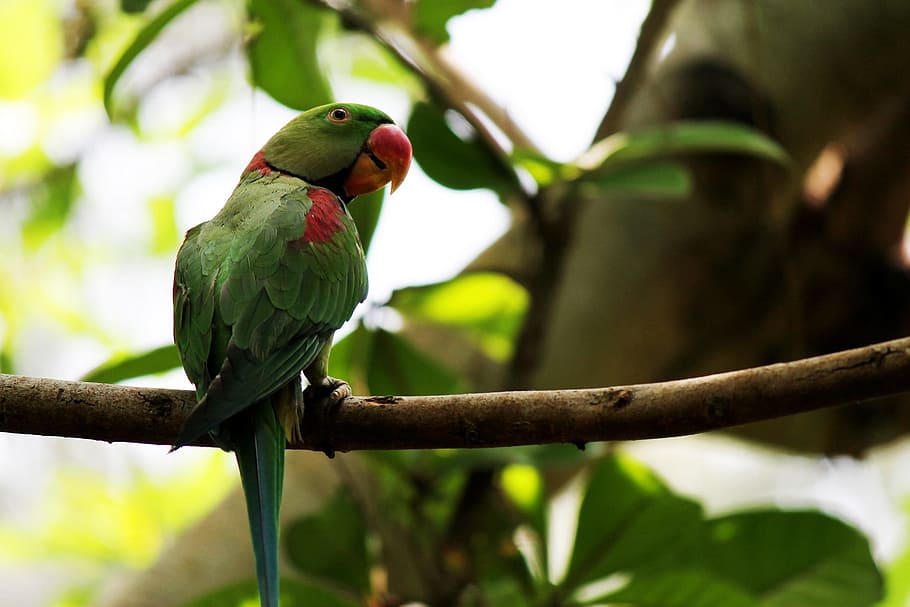 parrots, birds, forests, greenery, plumage, feathers, red, beak, HD wallpaper
