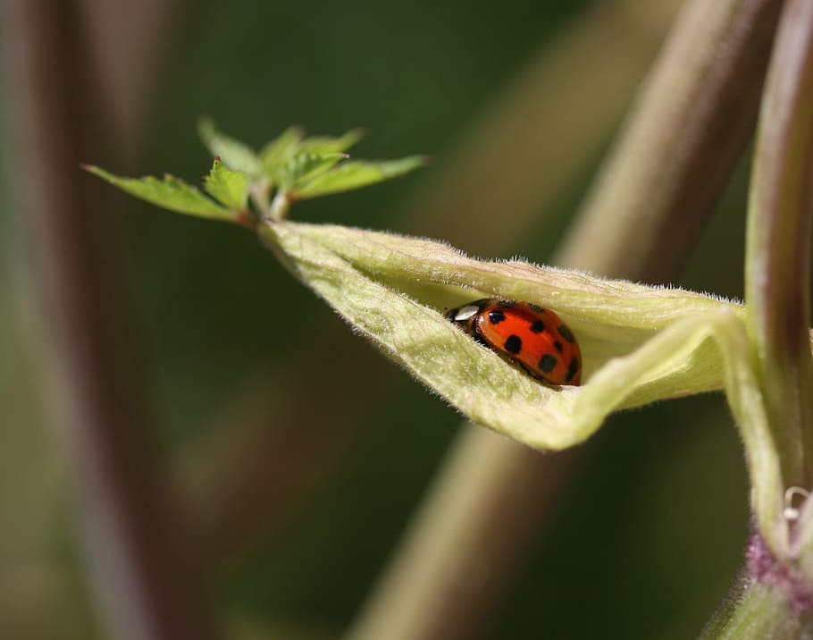 beetle, leaf, red, insect, lucky charm, points, macro, siebenpunkt ladybird HD wallpaper