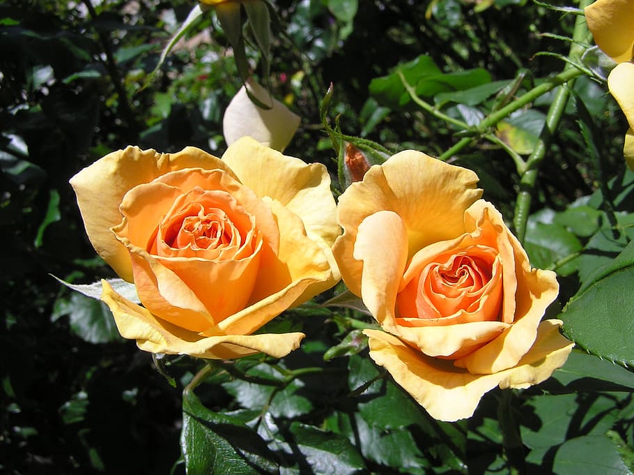 rose, morning, buds, rose - Flower, nature, petal, leaf, plant HD wallpaper
