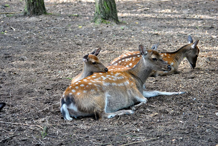 Zoo, Roe Deer, Free, animal, nature, mammal, wildlife, outdoors HD wallpaper