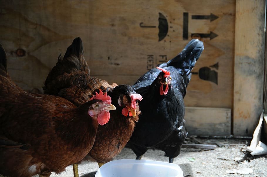 hens, farm, barnyard animals, animal themes, livestock, bird HD wallpaper