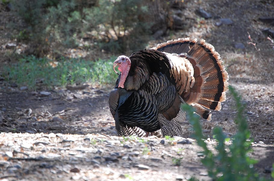 turkey, summer, forest, nature, outdoors, one animal, animal wildlife HD wallpaper