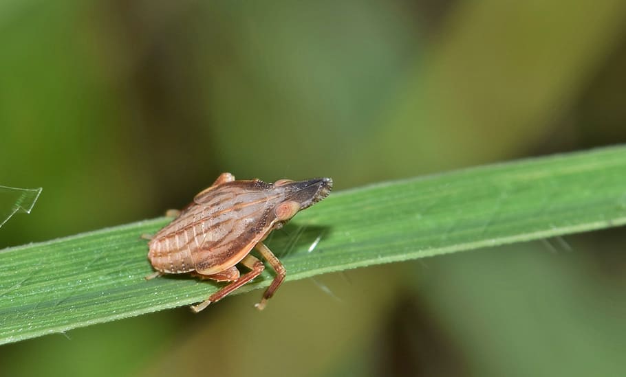 leafhopper, planthopper, nymph, insect, small insect, tiny HD wallpaper