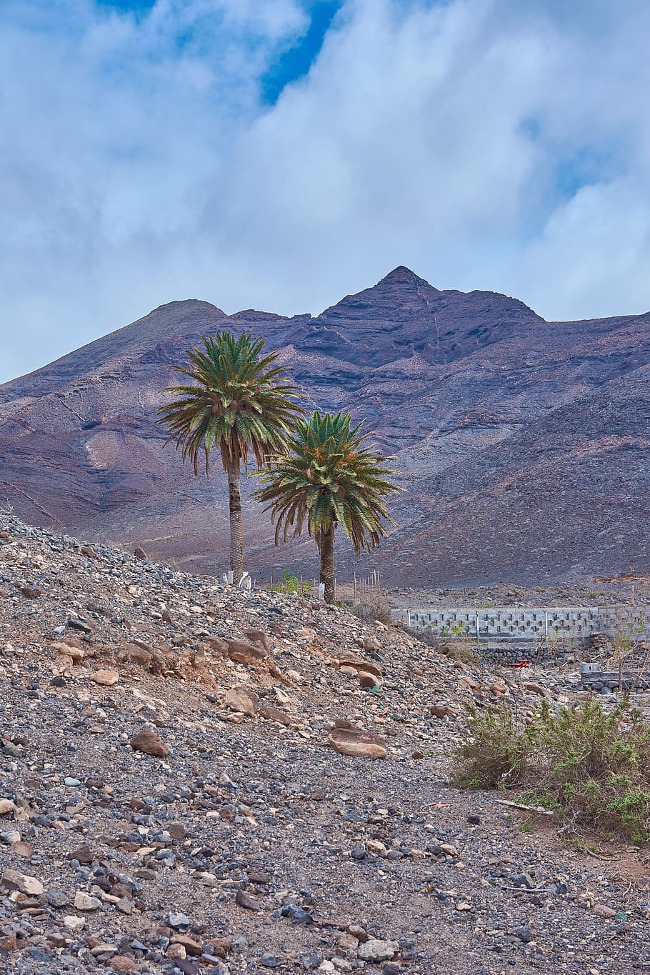 palm, oasis, desert, karg, stones, sky, wölken, blue, tenerife HD wallpaper