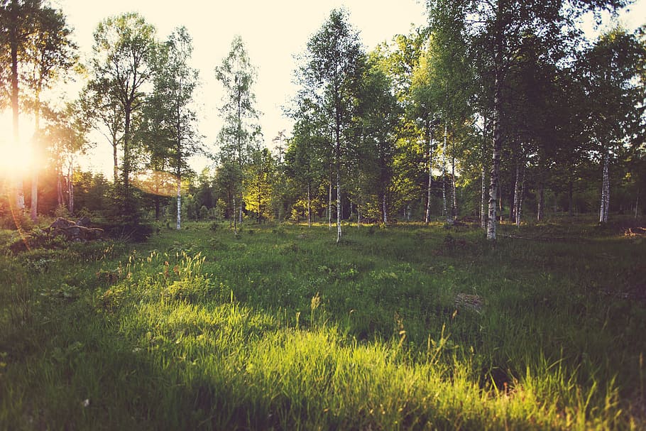 sun rays, grass, trees, plant, land, beauty in nature, tranquility HD wallpaper
