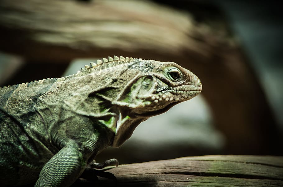 selective focus photography of green iguana, shallow focus photography of green bearded dragon HD wallpaper