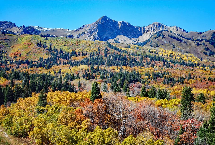 Autumn, Mountain, Landscape, tree, pine tree, woodland, forest HD wallpaper