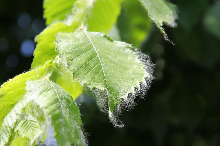 pooh, summer, ash, leaf, plant part, green color, growth, close-up HD wallpaper