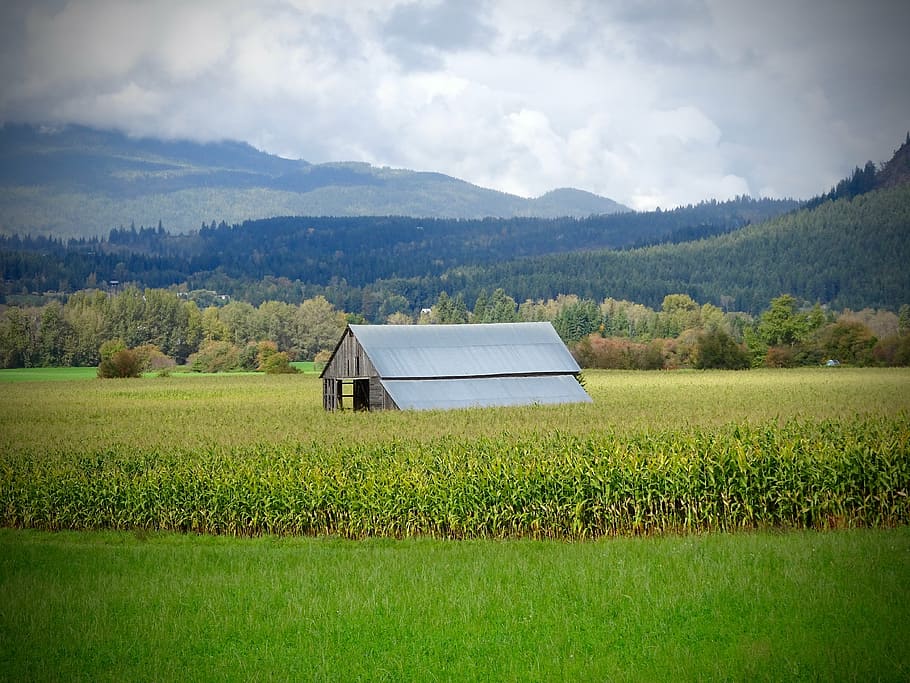 shed, farm, field, agriculture, building, farmland, plant, landscape HD wallpaper