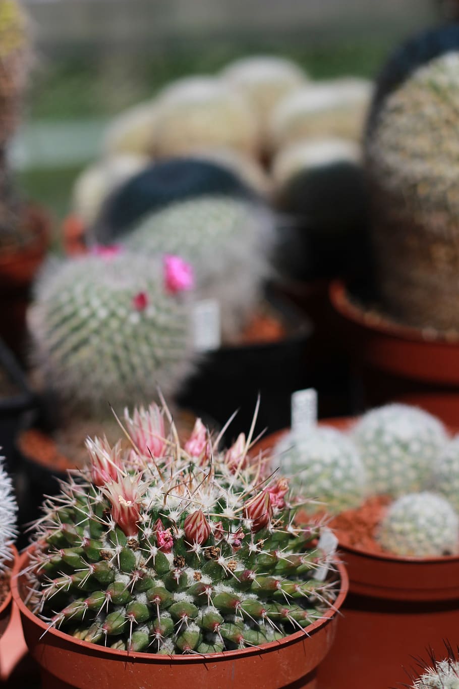 cacti, spines, flowers, succulent plant, cactus, potted plant HD wallpaper