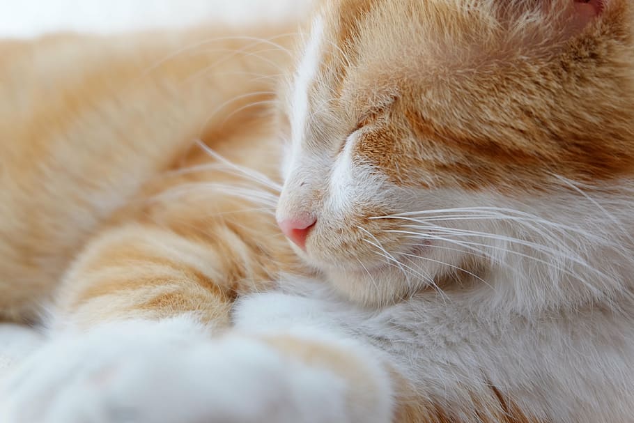 closeup photo adult orange tabby cat, pet, feline, domestic Cat HD wallpaper