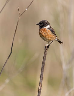 black and brown bird perching on gray tree branch, ave, feathers HD wallpaper