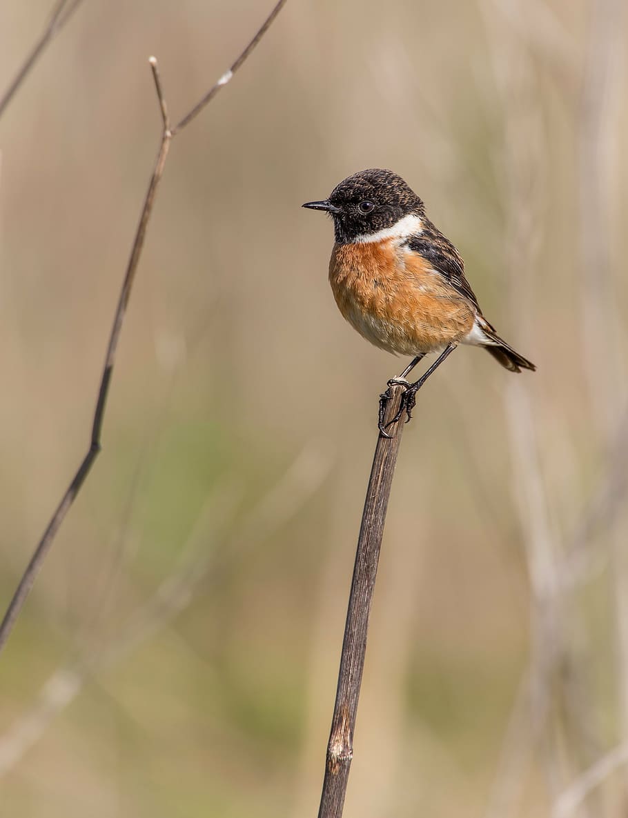 black and brown bird perching on gray tree branch, ave, feathers HD wallpaper