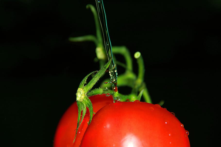nature, red, tomato, testy, water, vegetable, food, healthy eating HD wallpaper