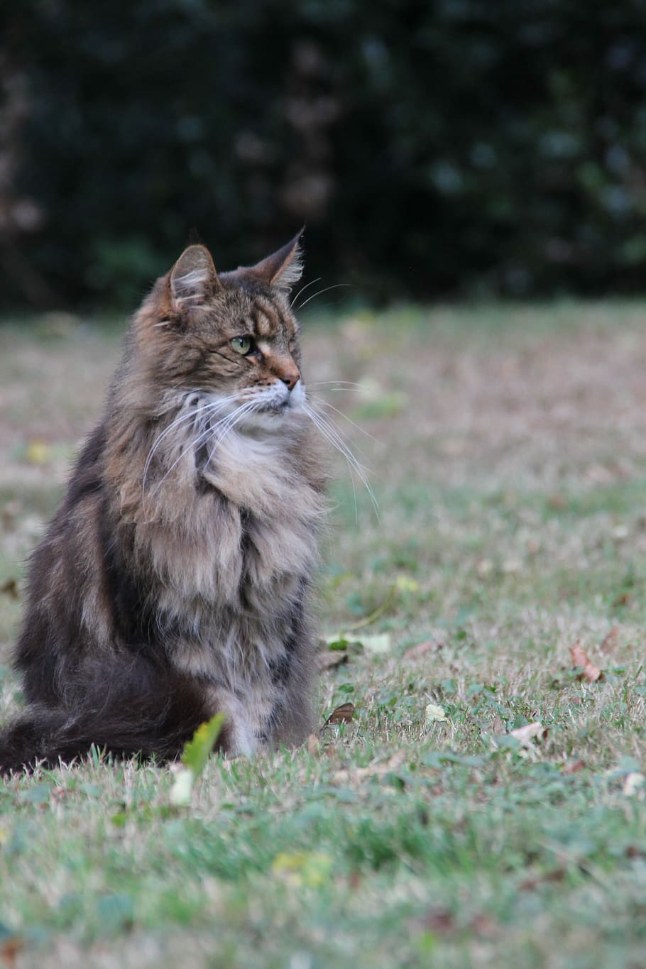 Cat, Brown, Fur, Soft, Beautiful, Nature, noble, furry, pet HD wallpaper