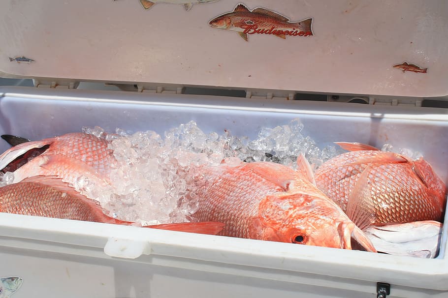cooler, seafood, red snapper, louisiana, fishing, ice, fresh fish, HD wallpaper