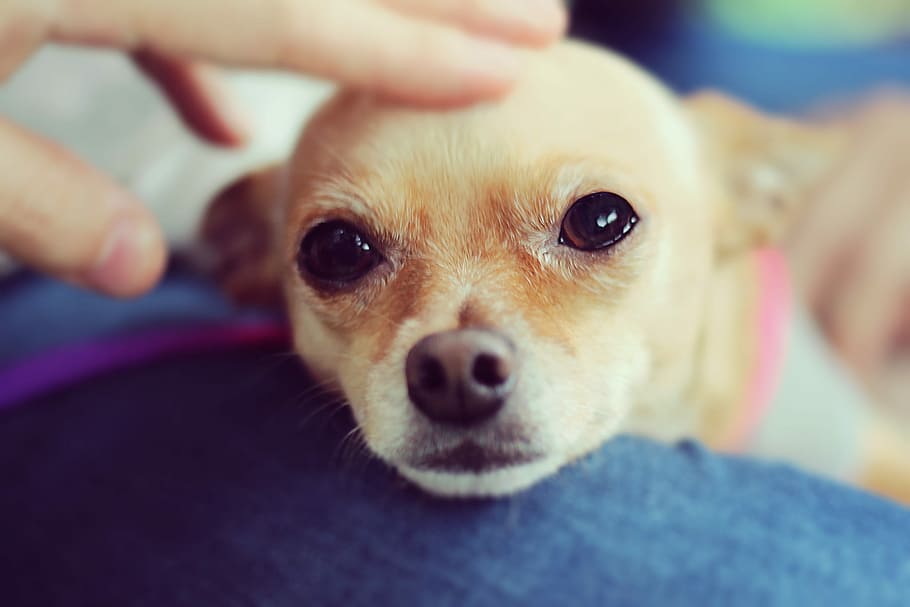 tan smooth Chihuahua dog, pets, animal, small, cute, chihuahua - Dog HD wallpaper