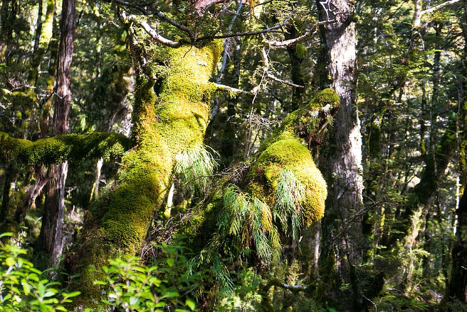 Moss, Forest, Forest, Green, one animal, animal wildlife, animal themes HD wallpaper