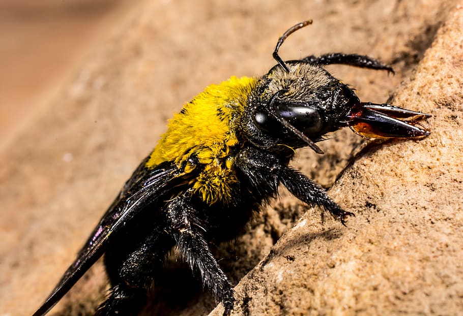 insect, beetle, fly, whopper, close, animal wildlife, animal themes HD wallpaper