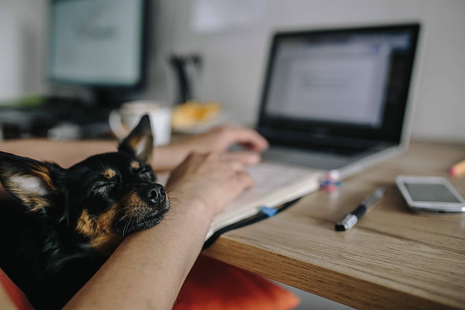 Woman working on her laptop with her dog, adult, female, girl, HD wallpaper