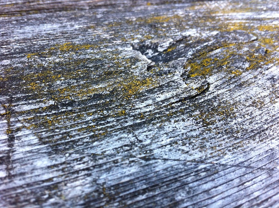 wood, structure, knothole, tree, moss, wood surface, background HD wallpaper