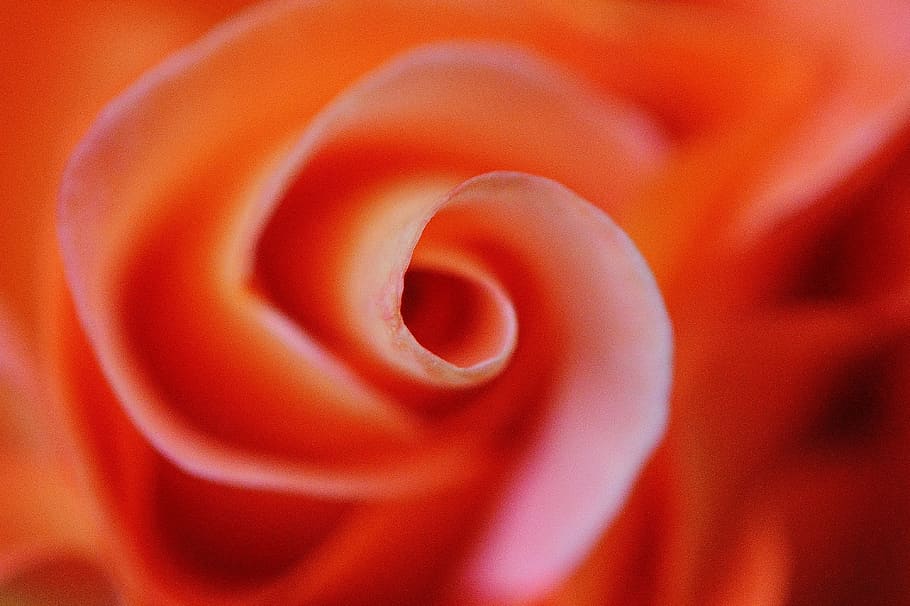 rose, orange, background image, rose bloom, blossom, flower HD wallpaper
