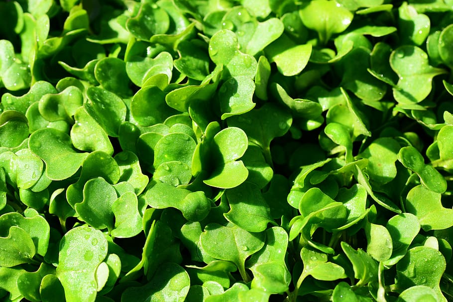 wild rocket seedlings, diplotaxis tenuifolia, sprout, green HD wallpaper