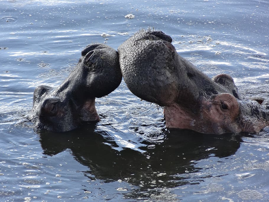 kiss, hippos, bath, animal themes, animal wildlife, animals in the wild HD wallpaper