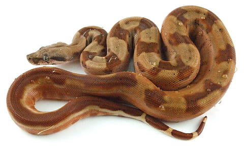 brown snake, reptile, hypo, boa, constrictor, exotic, boid HD wallpaper