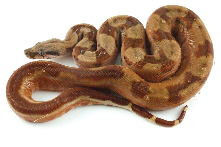 brown snake, reptile, hypo, boa, constrictor, exotic, boid HD wallpaper