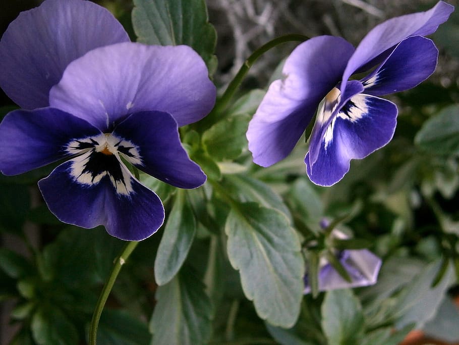 violet, horn violet, viola cornuta, 400–500, blue violet HD wallpaper