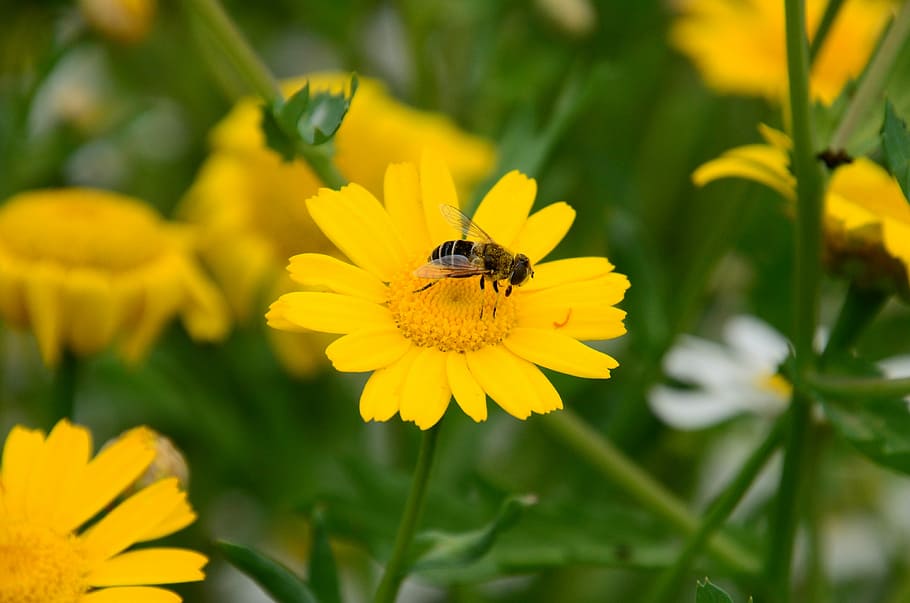 Bee, Macro, Wing, Insect, Blossom, Bloom, pollen, plant, nature HD wallpaper